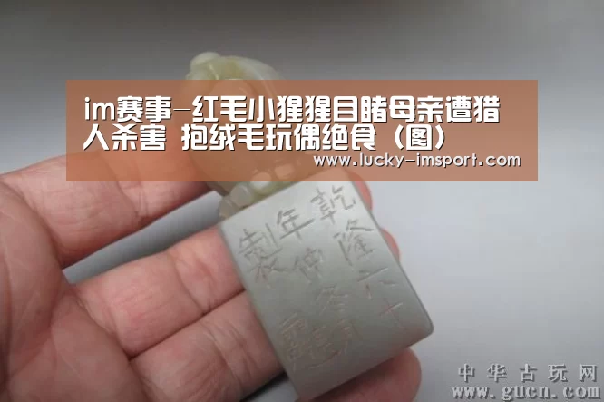 im赛事-红毛小猩猩目睹母亲遭猎人杀害 抱绒毛玩偶绝食(图)